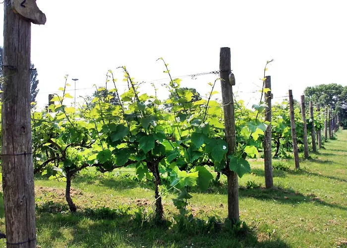 Tatil parkı Park Nieuwgrapendaal